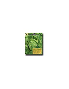 "Marta" Cabbage-Lettuce