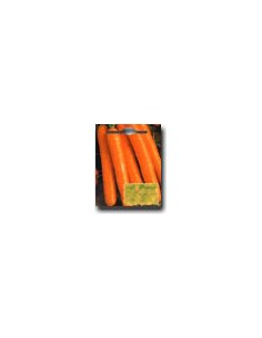 Albenga Carrot