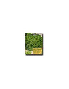 Lechuga Lattughini Riccio Rollo