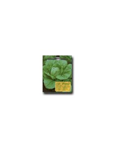 Valmaine Lettuce of Rome