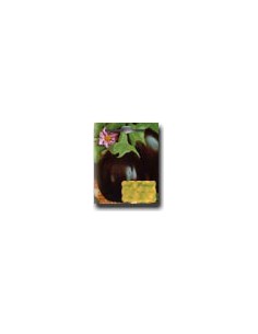Melanzana Black Beauty