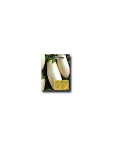 Half Moon-Shaped White Aubergine