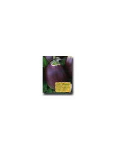 Melanzana Violetta di Firenze