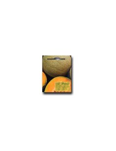 Small Orange Melon