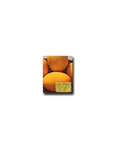 Melon Brindisino