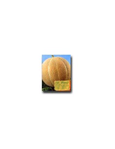 Delicious Melon
