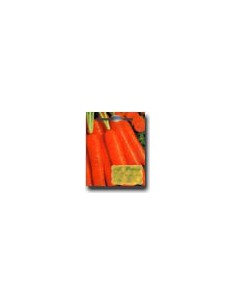 Nantese Carrot