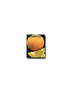 Melon Galia