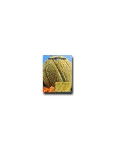 Very Sweet Netted Melon