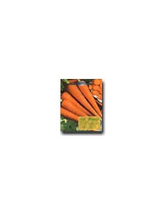 Carota S. Valerio