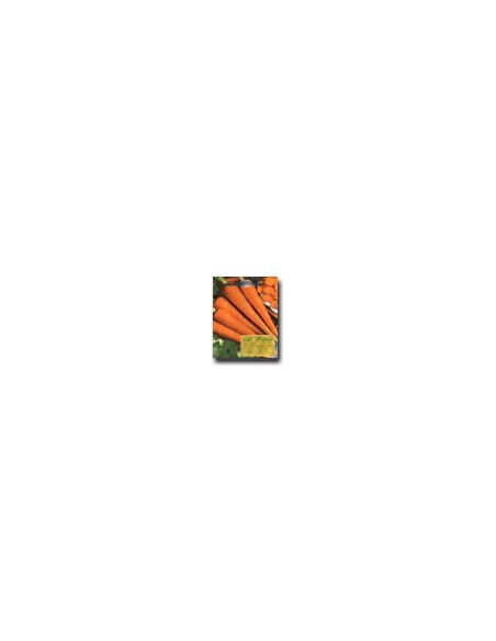 Carota S. Valerio