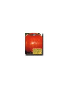 Belmonte Tomato