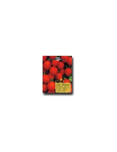 Hanging Tomato