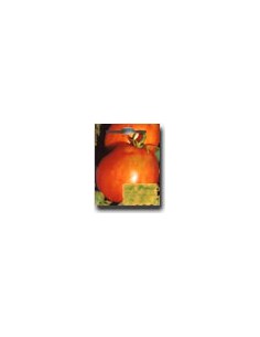 Marglobe Tomato