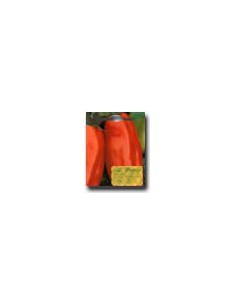 Pomodoro Nano Supergigante