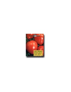 Tomate Corazon De Buey
