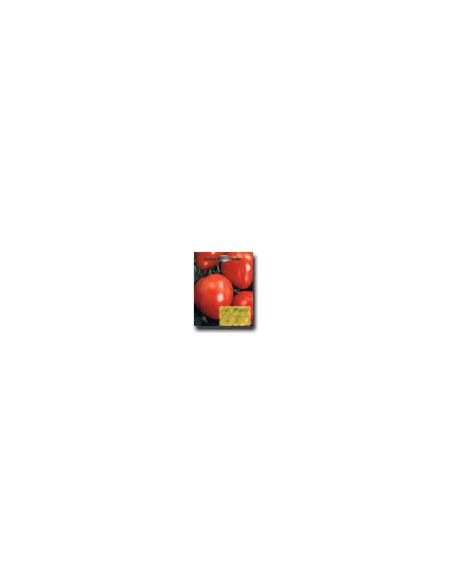 Pomodoro Cuore di Bue