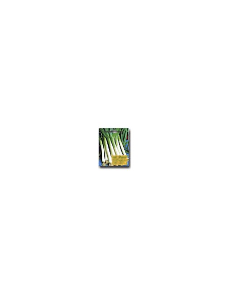 Giant Winter Leek