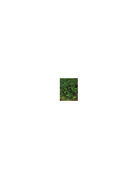 Parsley of Bologna