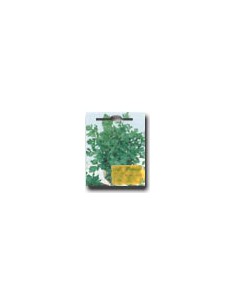 Common Pea