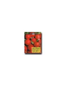 Ravanello Rosso Tondo Saxa