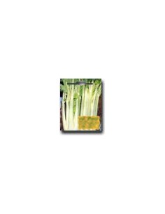 White Rib Celery