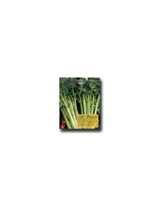 Green Rib Celery