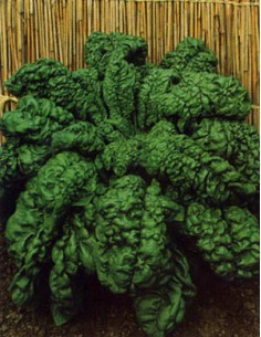 Curly Spinach of Asti