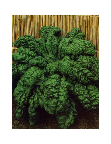 Curly Spinach of Asti
