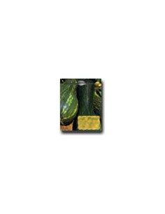 Zucca Lunga di Napoli