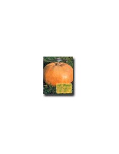 Zucca Quintale
