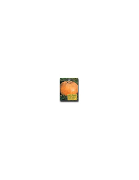 Quintale Pumpkin