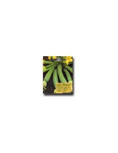 Tree-like Squash of Sarzana