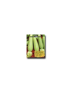 Zucchine Lungo Bianco