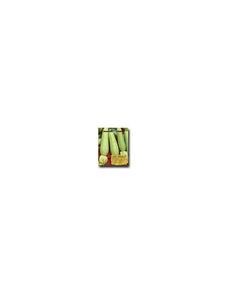 Zucchine Lungo Bianco