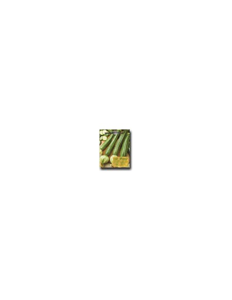 Striated Squash of Italy