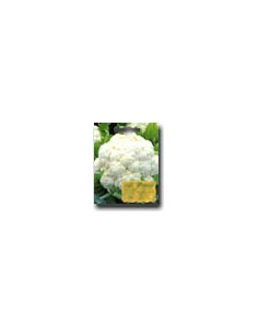Napoletan Cabbage