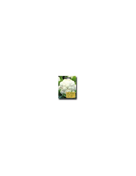 Napoletan Cabbage