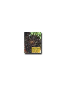 Red Salad Bowl Lettuce