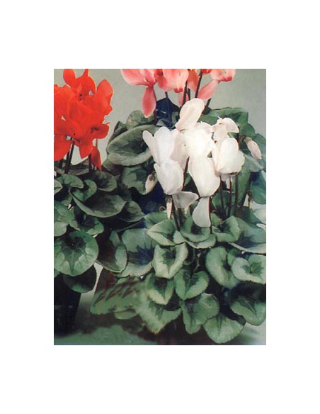 Cyclamen Mixed