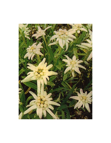 Edelweiss Leontopodium Alpinum