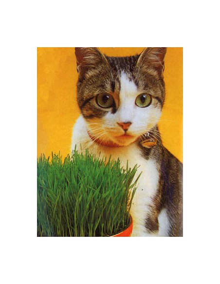 Catmit