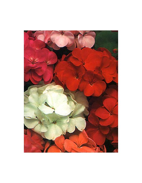 Geranium Large Flowered Mixed
