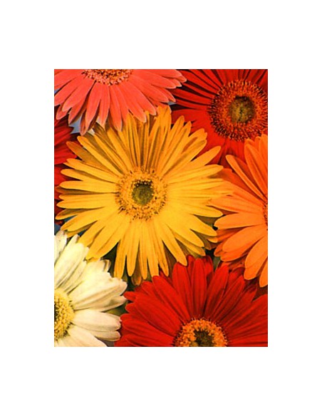 Gerbera Jamesonii Mixed