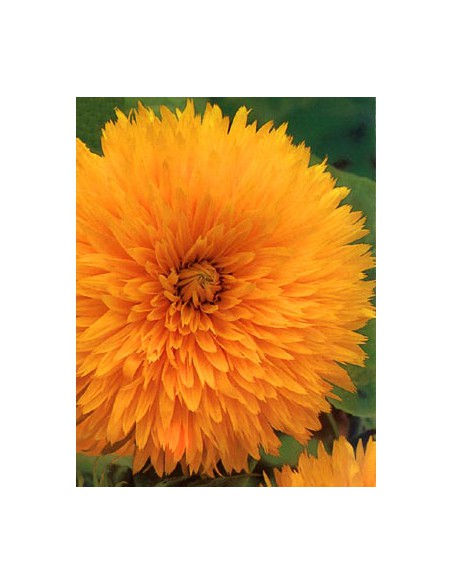 Sunflower Giant California