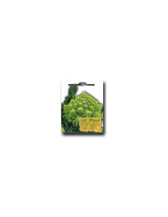 Roman Cabbage