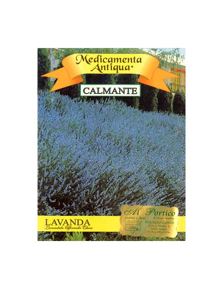 Lavanda