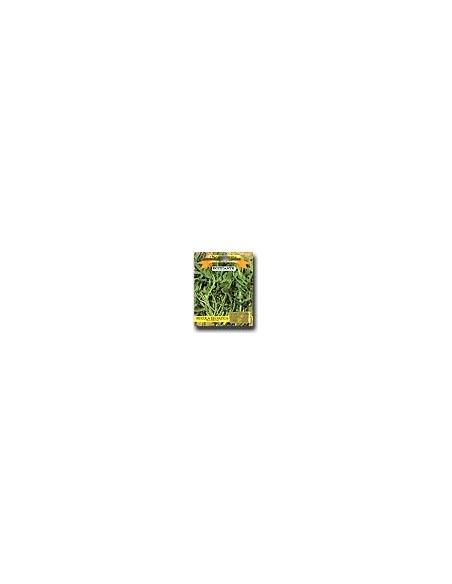 Rucola salvaje
