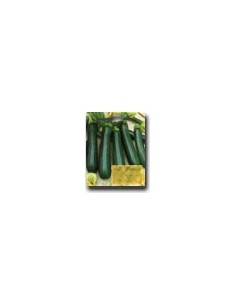 Zucchino Nero di Milano