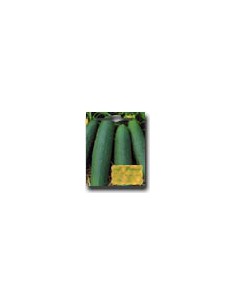 Gemini Cucumber